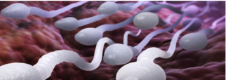 Rosı (round spermatid ınjection) yöntemi nedir?