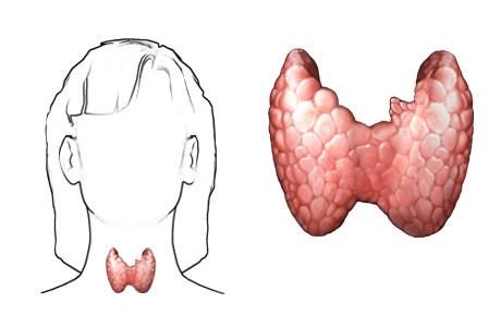 Gebelikte tiroid bezi hastalıkları (guatr ve diğerleri)