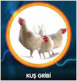 Neden kuş gribi bizi endişelendiriyor?