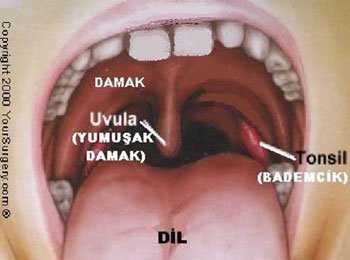 Bademcikler