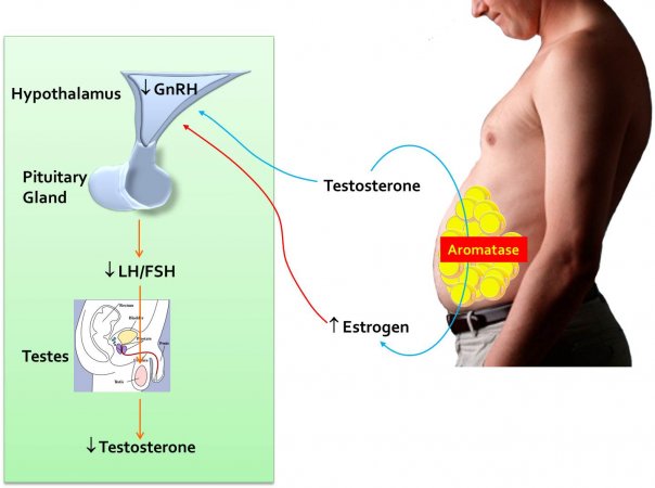 Erkeklere bomba haber: tüp mide ameliyatından sonra testosteron seviyeleri yükseliyor!