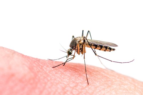 Zika virüs nedir ?