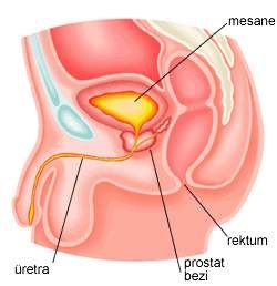 Prostat hastalıkları nelerdir?