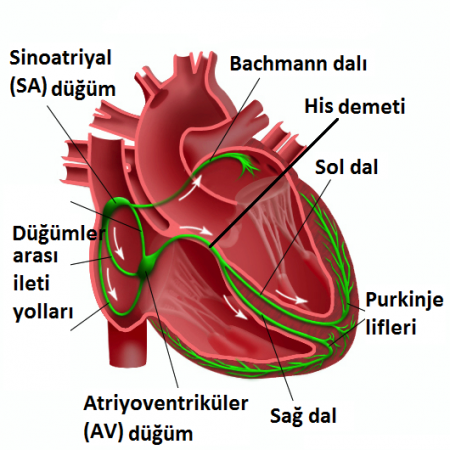Kalp nasıl çalışır?