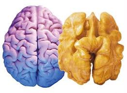 Besinlerle beslenen beyin