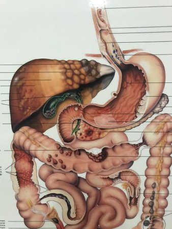 Ercp, safra kesesi ameliyatının alternatifi değildir"
