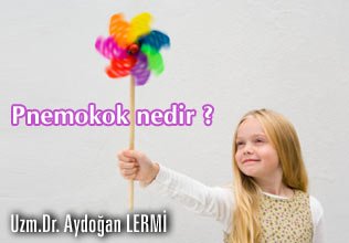 Pnemokok nedir ?