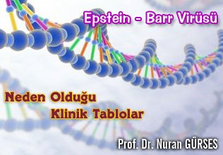 Epstein - barr virüsü ve neden olduğu klinik tablolar