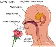 Koku ve tat nedir ? koku ve tadın önemi...