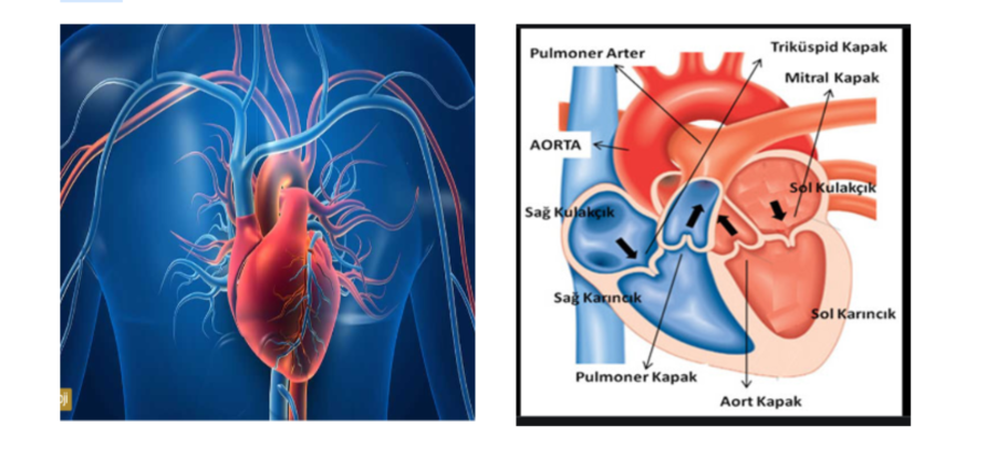 Kalp kapak ameliyatları bilgilendirme formu