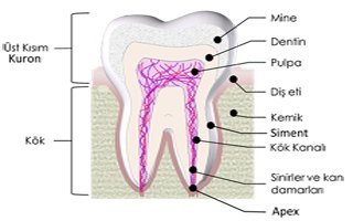 Diş anatomisi