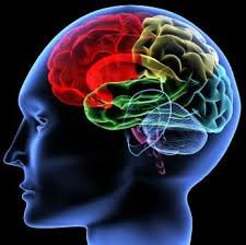 Beyinde zihin kuralları doğumdaki rolü