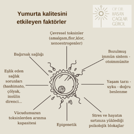 Yumurta kalitesini etkileyen faktörler