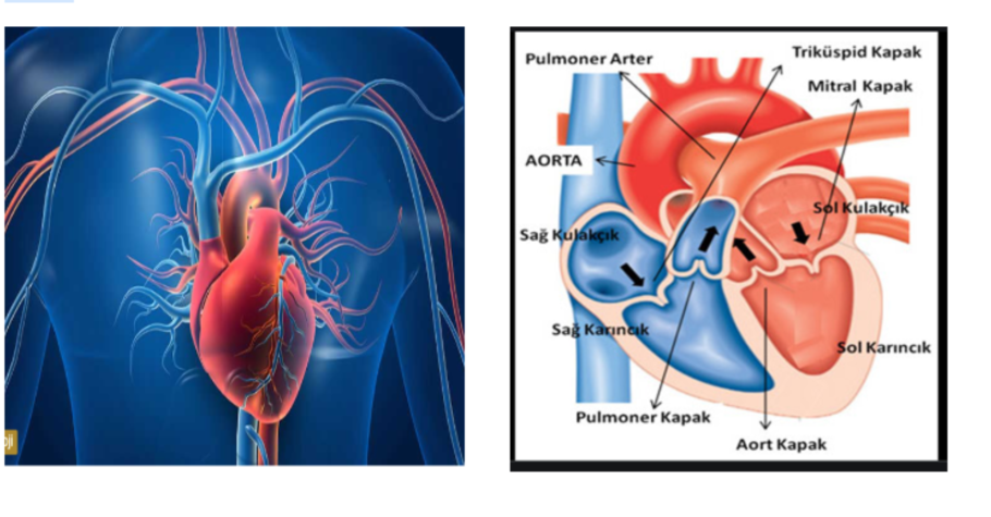 Kalp kapak ameliyatları bilgilendirme formu Online Randevu