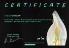Dt. Elif Beycan Şen Diş Hekimi sertifikası