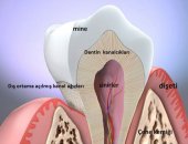 Diş hassasiyeti tedavisi hakkında bilgiler
