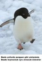 Buzlu yollarda penguen gibi yürüyünüz