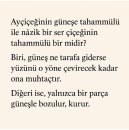 Ayçiçeği ve ser çiçeği