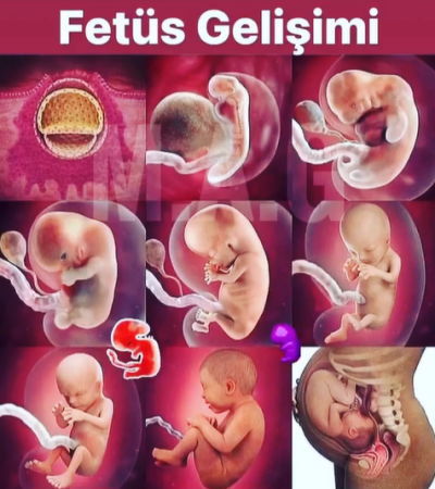 Fetüs gelişimi