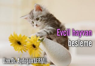Evcil hayvan besleme