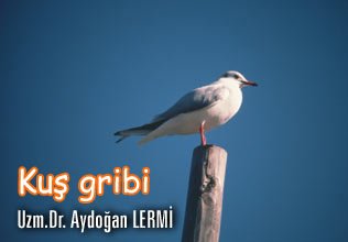 Kuş gribi
