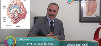 Limbik sistem nedir?